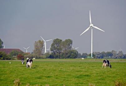 Eoliennes et vaches